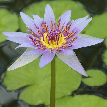 The blue lotus signifies wisdom and knowledge, and stands for the